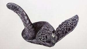 ▲這是Swalk第三次用原子筆畫海龜，在風格和精細度上都能看出明顯進步。（圖／Swalk提供）