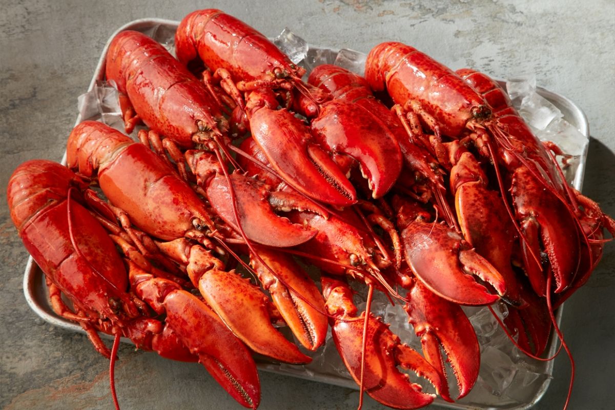 ▲來喜來登吃龍蝦一點都不奢侈，搭上9/25美國「世界龍蝦日」，台北喜來登大飯店誠邀各位愛蝦人來吃龍蝦。（圖／喜來登大飯店提供）