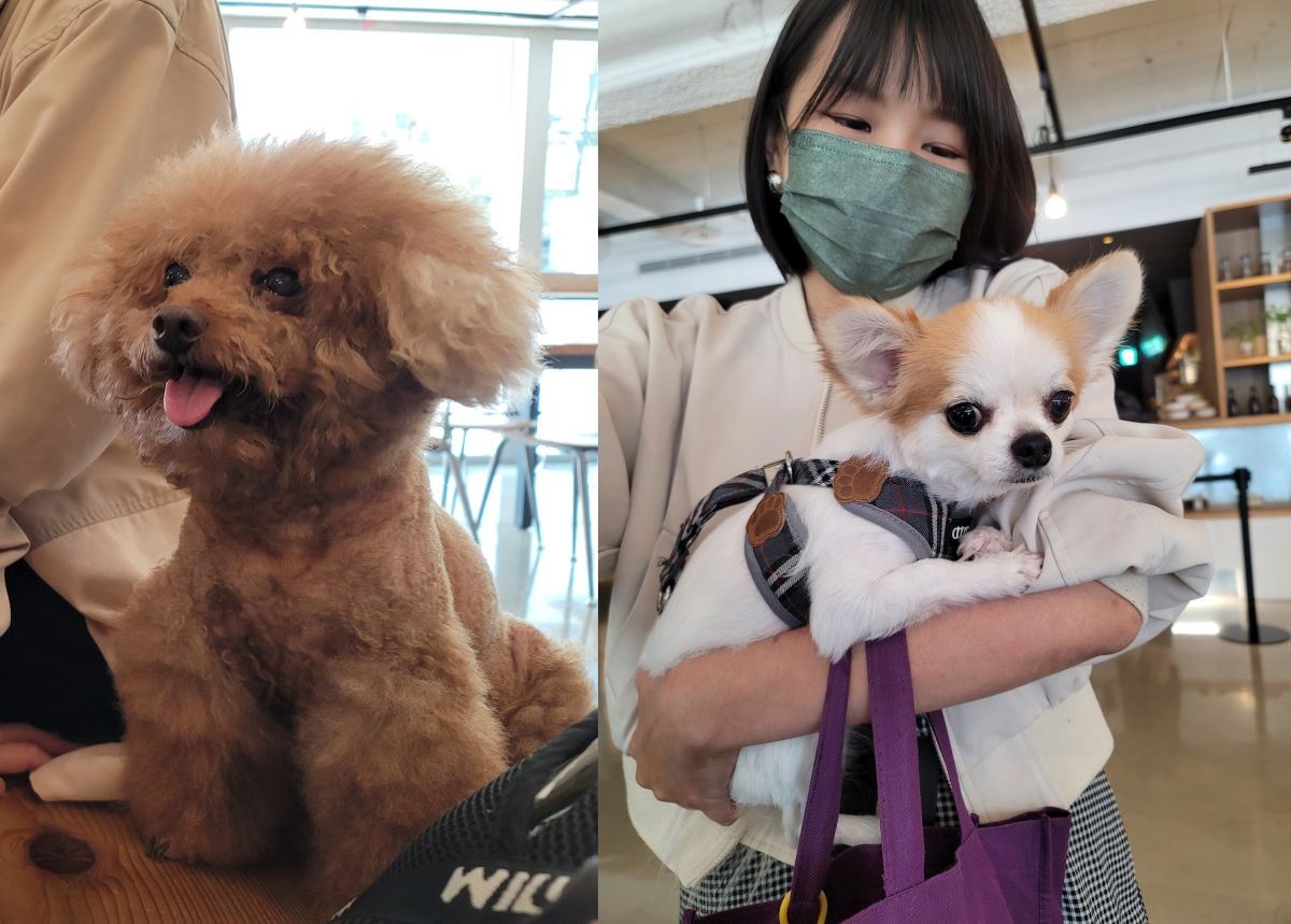 ▲「超吉巨星」降肉2022橘子寵物友善日，超萌紅貴賓現場表演吃烤雞。(圖/吳宗軒攝)