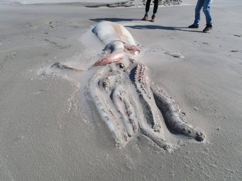 沙灘驚見「4公尺大烏賊」遺骸！遊客嗨合照　網卻憂慮了

