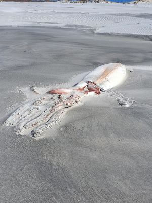 ▲紐西蘭南島西北端的金灣(Golden Bay)沙灘上出現一隻大王烏賊遺骸。(圖/翻攝Anton Donaldson Facebook) ▲紐西蘭導遊唐納生拍下現場照片。(圖/翻攝Anton Donaldson Facebook)