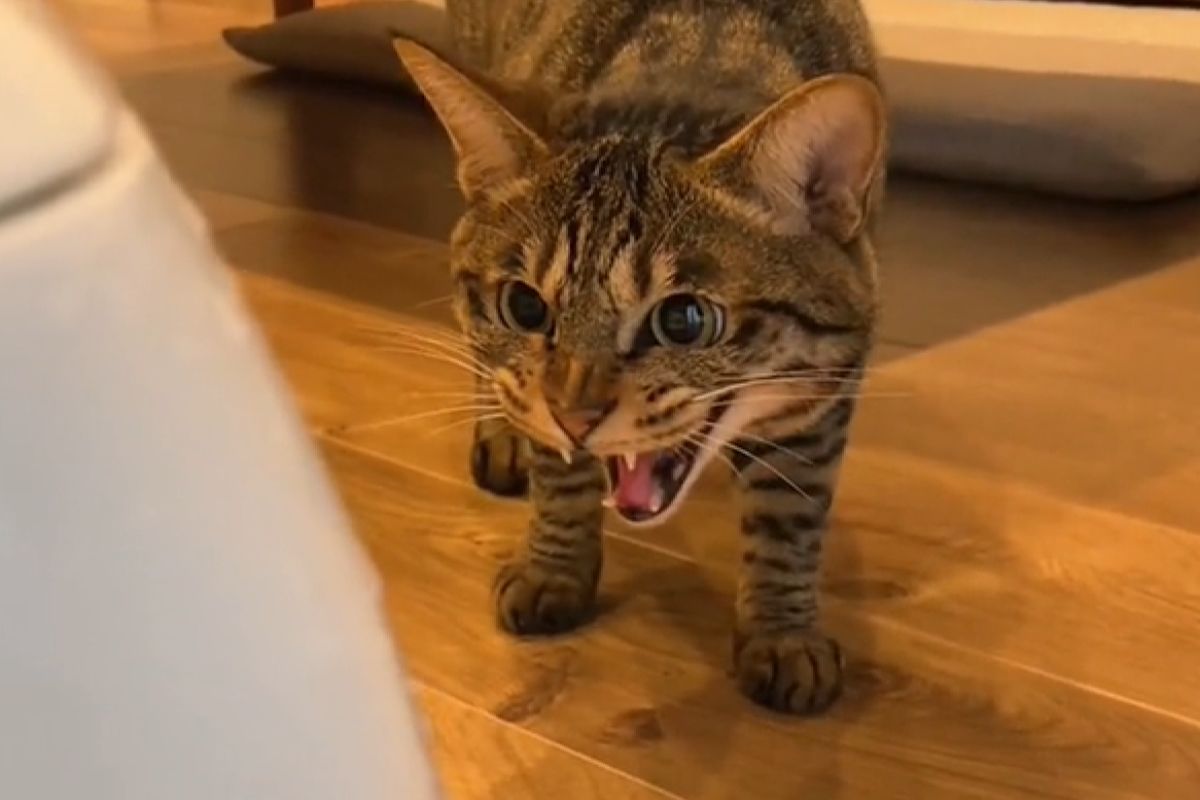 ▲先住貓露惡魔臉威脅小貓，一周後態度大轉變：「一起睡啊！」（圖／Twitter：neko.mayuge）