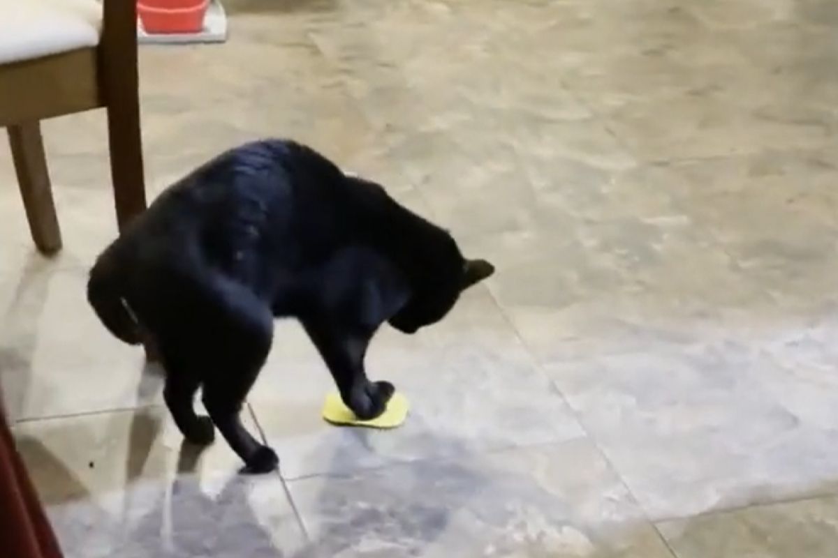 ▲家政貓勤奮地拿小方巾擦地，姿勢100分，網友笑：「還不快快賞肉泥！」（圖／Youtube： RM Videos） 