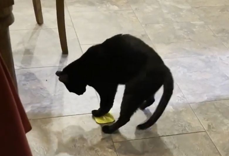 ▲黑貓Loki抓著小黃布在地上無限繞圈，看起來就像一位正在打掃的家政婦。（圖／Youtube： RM Videos） 