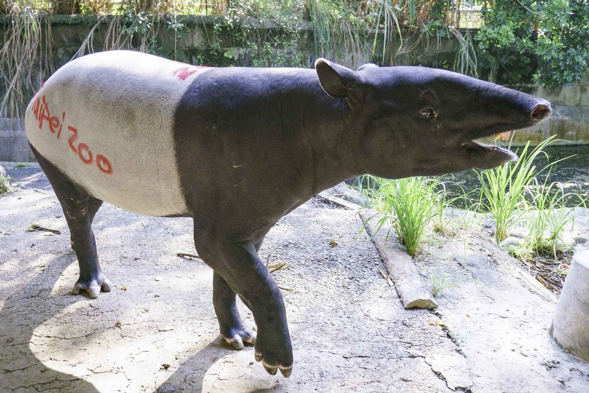 ▲保育員畫馬來貘的屁屁並非想捉弄牠們，而是用來記錄「放閃痕跡」。（圖／臺北市立動物園授權提供）
