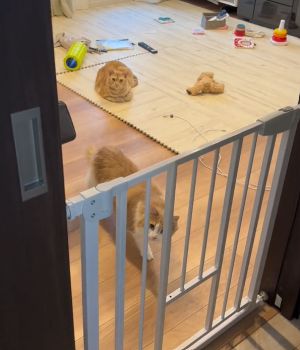 馬龍:你回來啦?(看)(圖/TiKTok:golden_eve_retriever) ▲馬龍:你回來啦?(看)(圖/TiKTok:golden_eve_retriever)