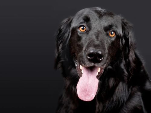 ▲狗,米克斯,寵物,黑狗。（示意圖／取自pixabay） 