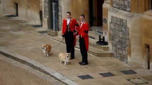 ▲女王生前飼養的柯基犬也在溫莎堡等候著女王，《BBC》風趣形容，「如果沒有女王心愛的柯基犬在場，那就算不上是對女王的致敬了。」（圖／翻攝自《BBC》）