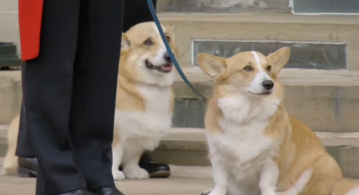 ▲隨著伊莉莎白二世去世，她生前飼養的寵物、動物也將由別人接手照顧。（圖／翻攝自每日郵報）