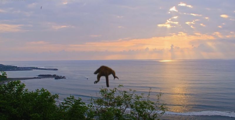 ▲近日「東部海岸國家風景區管理處」就在強震時，剛好錄下猴子直接跳樹逃生的畫面。（圖/【Nga'ayho】你好，東海岸臉書）