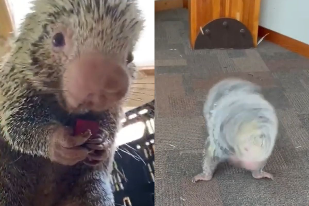 ▲比特犬也輸牠，豪豬360度甩動噴刺，離開留一地牙籤。（圖／Cincinnati Zoo & Botanical Garden 臉書）