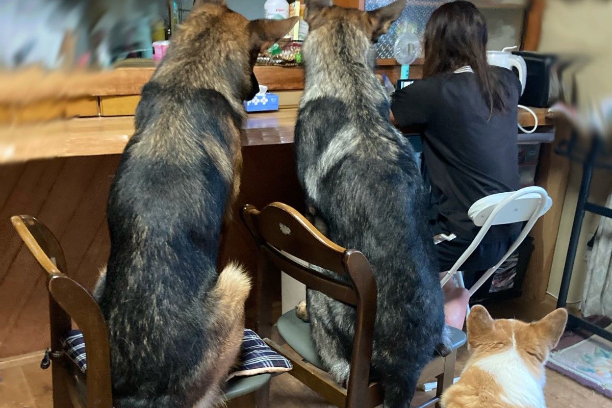 ▲日本網友教狗狗怎麼坐椅子，現在她做事壓力山大。（圖／Twitter：Annie2_Ash0_）