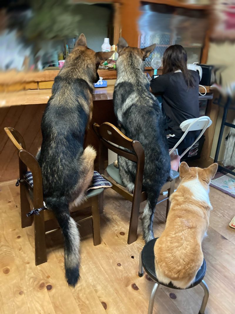 ▲三隻狗學會坐椅子後，竟都坐上椅子施壓主人給零食。（圖／Twitter：Annie2_Ash0_）
