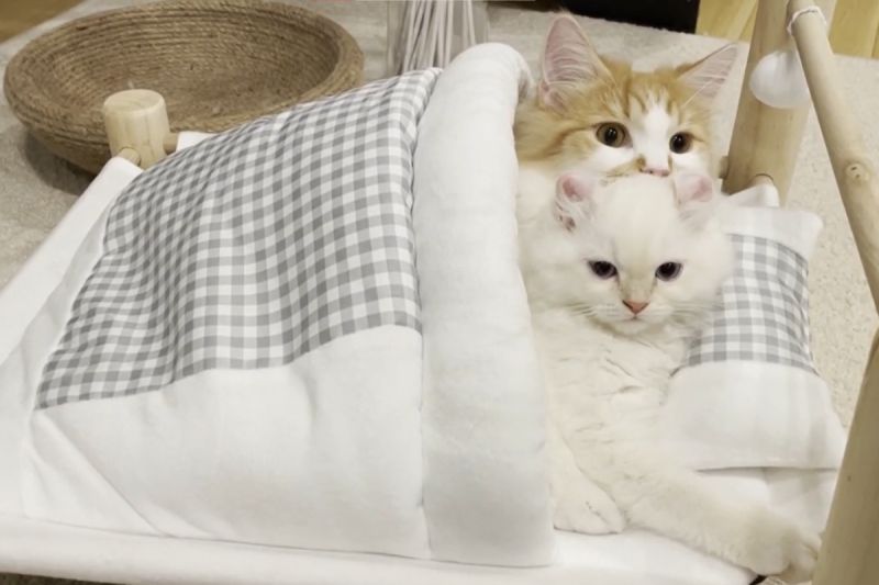 ▲兩隻貓同擠一張小床，抱著對方露激萌睡臉，網友：「我暈了」。（圖／Youtube： ぽてこゆこめ / もふちゃんねる。）