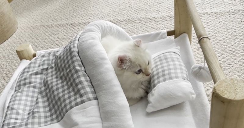▲捲耳白貓對這張床頗感興趣。（圖／Youtube： ぽてこゆこめ / もふちゃんねる。）