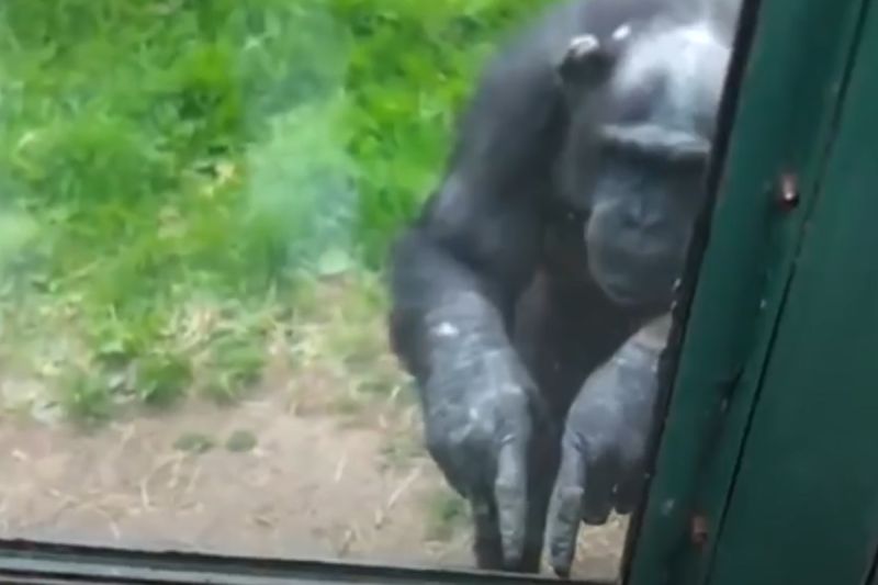 黑猩猩隔窗「對人比手語」求釋放！眾心碎　網曝反轉結局
