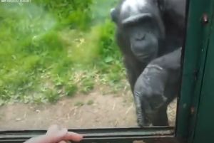 ▲黑猩猩貼在櫥窗前，不停用手指指向窗框。（圖／Youtube：The Dodo） 