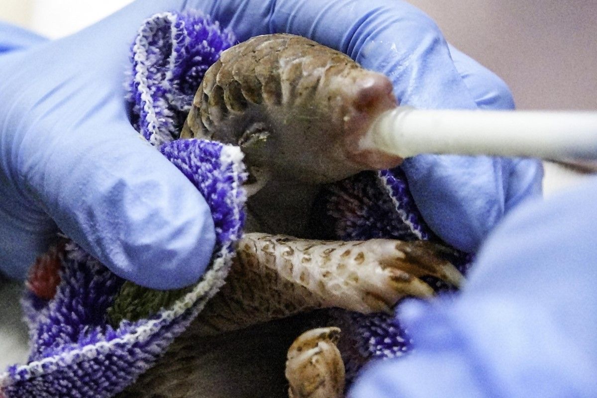 ▲新北路旁傳狗叫，民眾靠近發現：「是穿山甲欸！」，亮相北市動物園。（圖／臺北市立動物園授權提供）