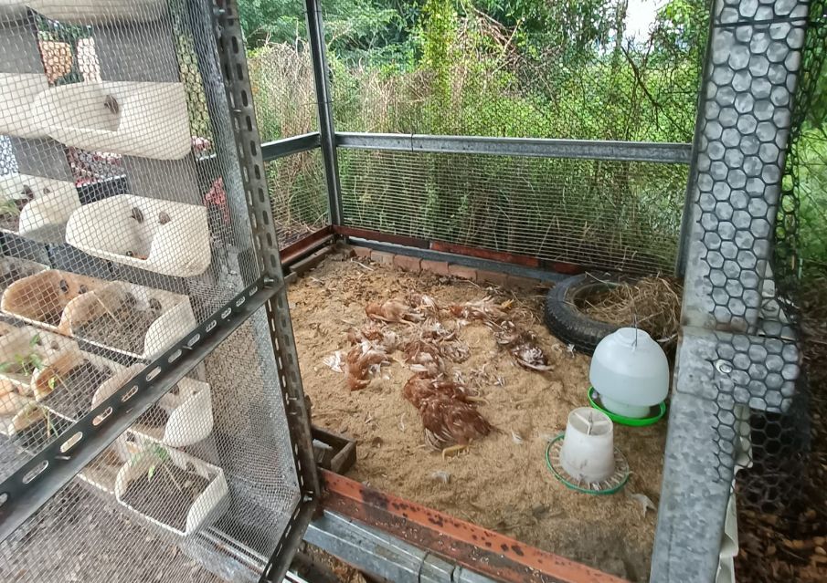 ▲有網友無奈表示，才剛建好雞舍養雞，「不速之客」卻直接侵入導致「全雞覆沒」。（圖／翻攝《爆怨公社》）