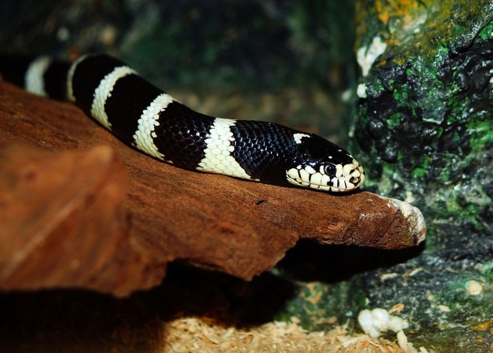 ▲一名21歲女子，日前上網買了一條毒蛇「雨傘節」，沒想到卻意外被咬到，緊急送醫仍不幸死亡。（示意圖／取自Pixabay）