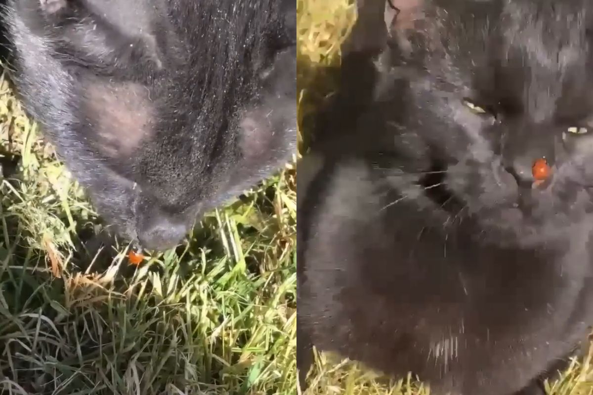 ▲黑貓鼻子出Bug了，牠仰頭露難以言喻表情：「瓢蟲走開」。（圖／Youtube： ViralHog）