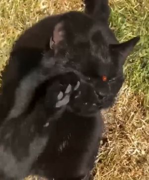 ▲黑貓：怎麼拿不下來！！（圖／Youtube： ViralHog）