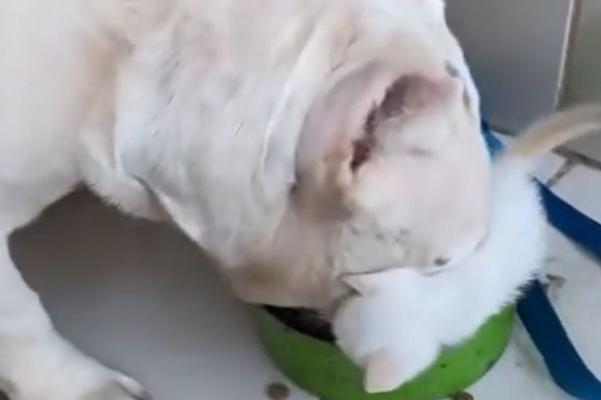 ▲奶貓爬進狗盆裡搶食物，鬥牛犬看見後暖心退讓：「妹妹吃吧」。（圖／Youtube： ViralHog） 