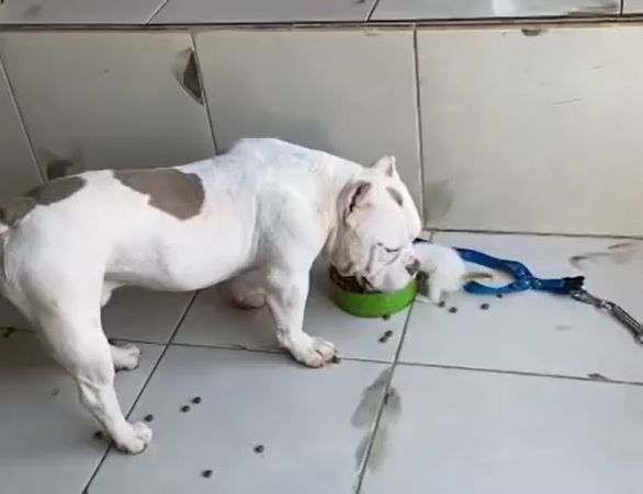 ▲小貓看到狗狗正在吃飯，立刻爬進碗盆搶食。（圖／Youtube： ViralHog） 