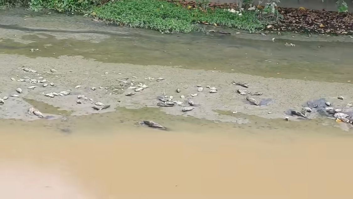 ▲高雄大寮區一處排水溝發生大量魚群、鴨隻暴斃案件。（圖／翻攝自高雄市議員邱于軒臉書）