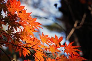 秋分對台灣很重要？氣象局曝光「2大影響」：不能忽視它