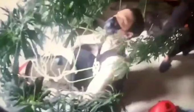 ▲雲林一名26歲的顏姓男子,對園藝有興趣,但他為了牟取販毒暴利,竟然嘗試種植大麻,並自行上網販售。(圖/翻攝畫面)
