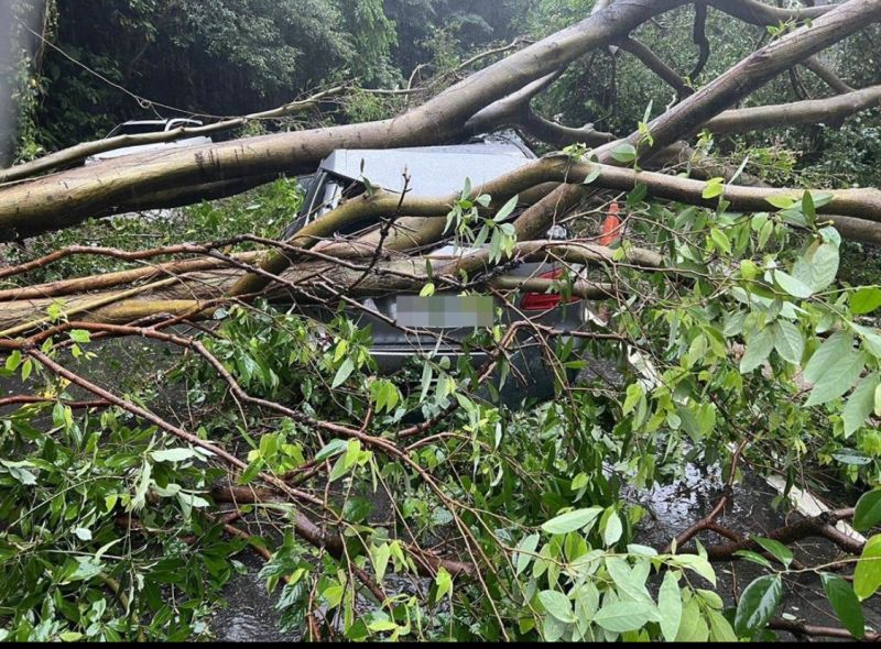 ▲基隆市雨勢過大，路樹倒塌壓倒3輛轎車。（圖／翻攝畫面）