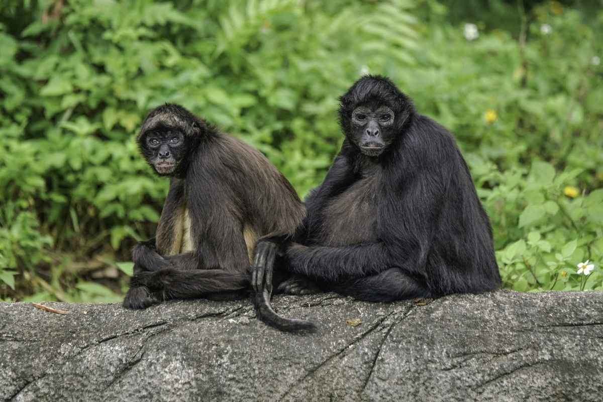 ▲單身棕蜘蛛猴組成屁孩集團，拉尾巴、追水豚樣樣來，近期卻傳崩解危機。（圖／臺北市立動物園授權提供）