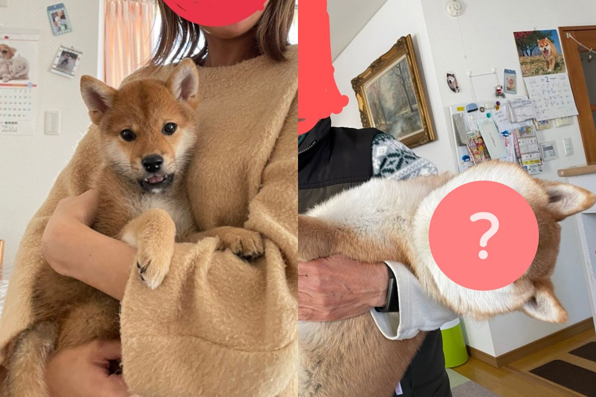 ▲迅速膨脹！幼幼柴半年後長成那麼大，網友笑：「臉也變瘋了」。（圖／Twitter：korokyawawa）