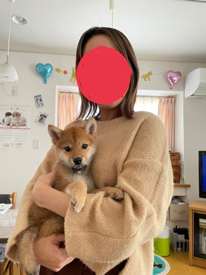 ▲柴犬Koro三個半月大的模樣。（圖／Twitter：korokyawawa）