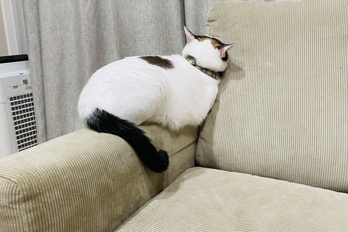 ▲主人忙著顧小孩，貓皇感覺自己被忽視，頭縮沙發生悶氣：「是不是不愛我了？」（圖／Twitter：tsukune216）