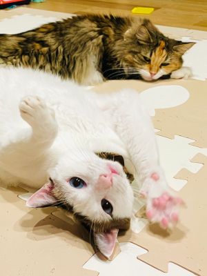 ▲推主家養有兩隻貓。（圖／Twitter：tsukune216）