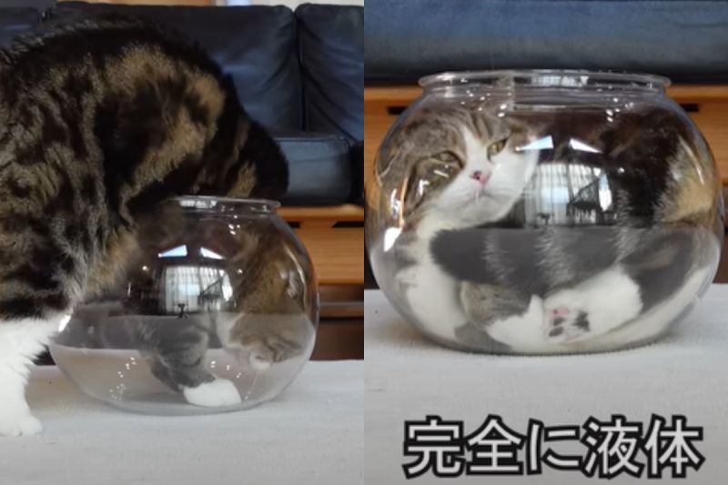 ▲變成液體了！貓貓踏入金魚缸後迅速融化，過程超神秘。（圖／Youtube： mugumogu）
