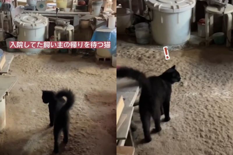 陶工爺爺住院!黑貓遊蕩「苦苦等待」 重逢時牠愣住了