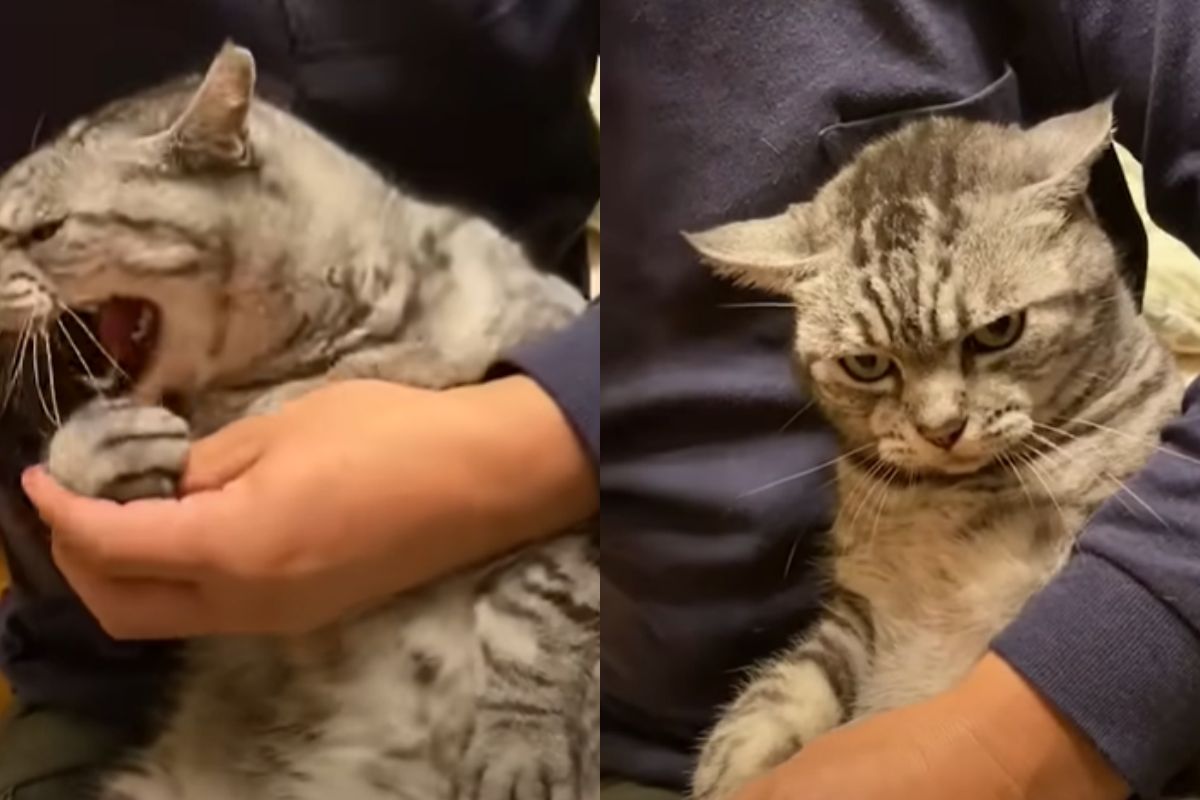 ▲貓見指甲剪用盡全力威脅，飼主卻淡定地繼續動作，牠氣歪。（圖／Youtube： MASATOM） 