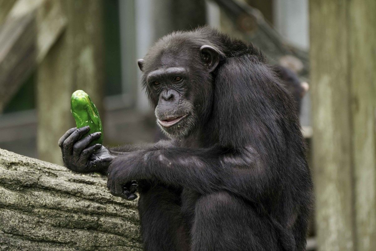 ▲別學黑猩猩直立左右搖擺，專家解析肢體語言：「準備被砸泥」。（圖／臺北市立動物園授權提供） 