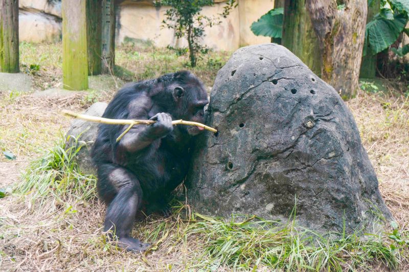 ▲相較於其他野生動物，智商堪稱名列前矛的黑猩猩會使用工具。（圖／臺北市立動物園授權提供） 