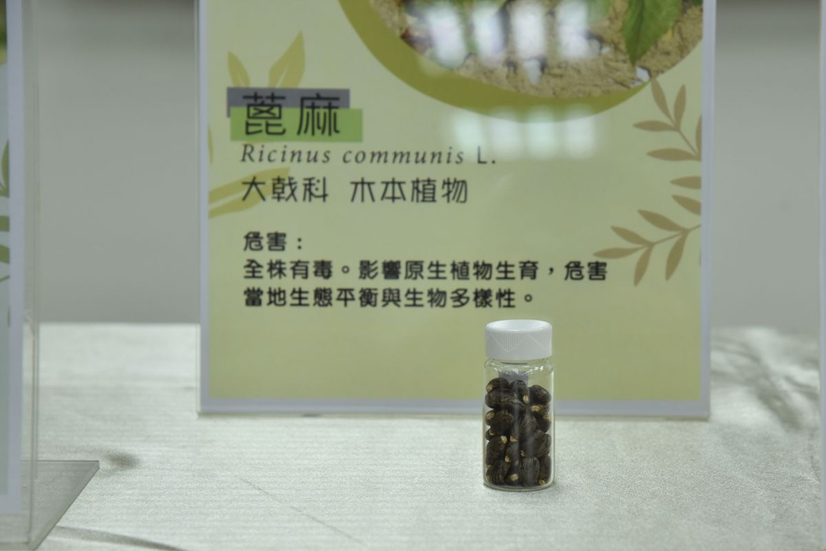 ▲外來植物落地後的生長、生態環境影響及繁殖速度的差異極大，對農業生產及環境生態造成的衝擊不同。圖為蓖麻種子。（圖／農委會藥毒所提供）