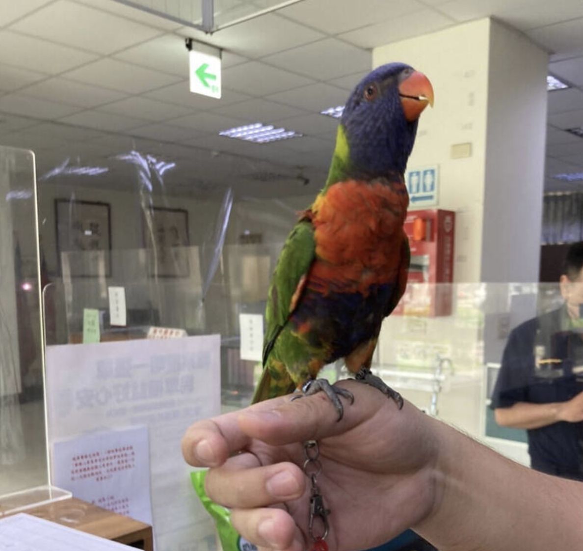 ▲吸蜜鸚鵡毛色鮮豔漂亮。（圖／警方提供）