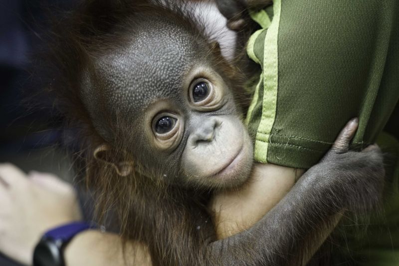 紅毛猩猩3個月大！每天「體能訓練」壯手臂：想見媽媽了
