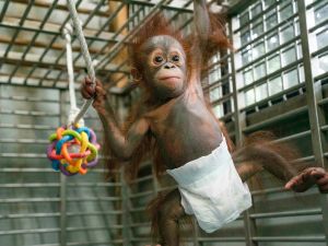 ▲紅毛猩猩寶寶在三、四個月大時，下肢的肌肉尚未茁壯，主要藉由雙臂和手指來抓握攀爬。（圖／臺北市立動物園授權提供）