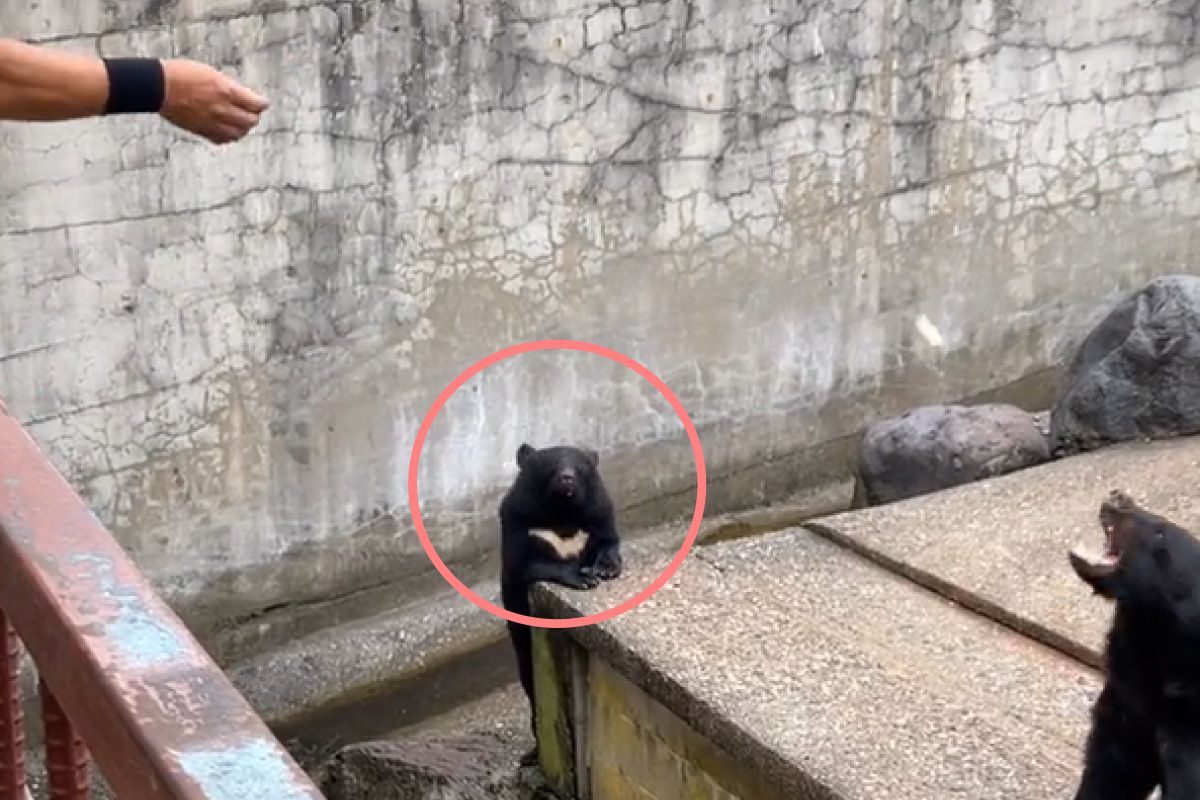 ▲見同伴被餵食，黑熊舉手示意求關注：「麻煩這裡也要！」（圖／TiKTok：d.r.a.c.o._1115）