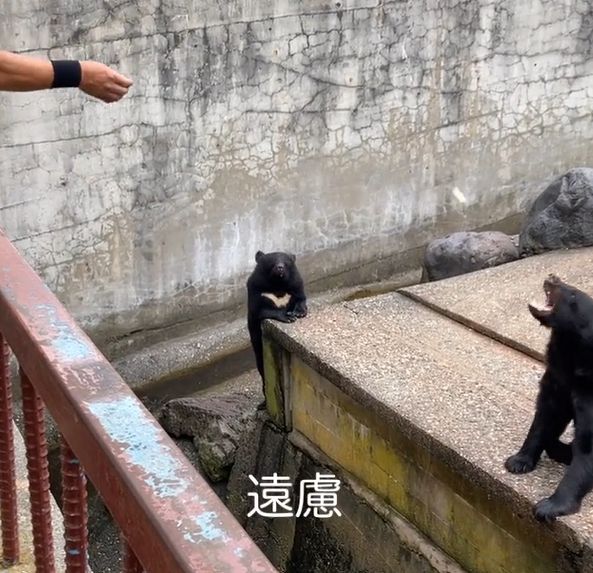 ▲害羞熊熊不想站在高台上，在遠處偷偷觀察大家投餵食物的場景。（圖／TiKTok：d.r.a.c.o._1115）