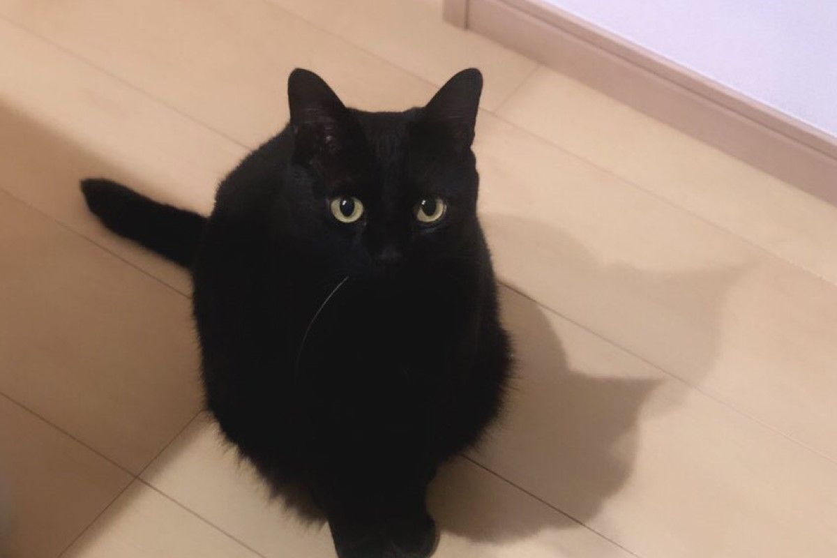 ▲聊天不小心喊出「這詞」，低頭就見貓咪站在腳邊：「我準備好了！」（圖／Twitter：nkknrk）