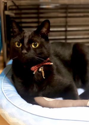 ▲Koneroku是隻優雅可愛的黑貓。（圖／Twitter：nkknrk）